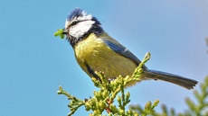 Blaumeise_mit_Futter (19).jpg